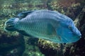 Humphead wrasse Cheilinus undulatus.