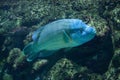 Humphead wrasse Cheilinus undulatus.