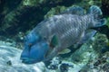 Humphead wrasse Cheilinus undulatus. Royalty Free Stock Photo