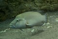 The Humphead wrasse Cheilinus undulatus.