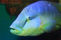 Humphead wrasse