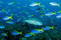 humphead wrasse fish with school of blue and yellow fusilier Royalty Free Stock Photo