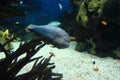 Humphead wrasse