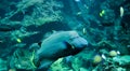 Humphead wrasse Royalty Free Stock Photo