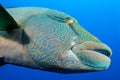 humphead wrasse or napoleon fish