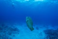 Humphead wrasse with scuba diver Royalty Free Stock Photo