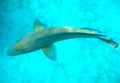 Humphead Wrasse Swimming In The great Barrier Reef Royalty Free Stock Photo