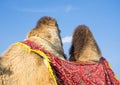 Humps of camel