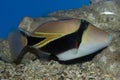 Humu Rectangle Triggerfish Royalty Free Stock Photo