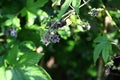 Humulus japonica (Japanese hop) flowers and fruits. Cannabaceae dioecious annual vine.