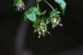 Humulus japonica (Japanese hop) flowers and fruits. Cannabaceae dioecious annual vine. Royalty Free Stock Photo