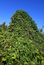 Humulus japonica (Japanese hop) flowers and fruits. Cannabaceae dioecious annual vine.