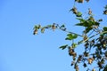 Humulus japonica (Japanese hop) flowers and fruits. Cannabaceae dioecious annual vine.