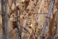 Humulus lupulus - dry twigs with flowers of wild hops intertwining with reed stems on the edge of a pond with a soft bokeh Royalty Free Stock Photo