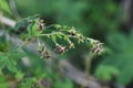 Humulus scandens female flower