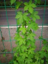 Humulus scandens