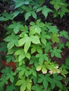 Humulus scandens