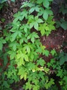 Humulus scandens