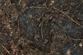 Humus soil