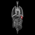 Hunam spleen and abdominal organs