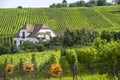 Hunawihr (Alsace) - House and vineyard Royalty Free Stock Photo