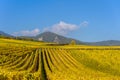 Hunawihr - small village in vineyards of alsace - france Royalty Free Stock Photo