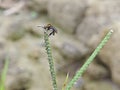 Hunchback bee fly perching on the tips of the weed grass. Royalty Free Stock Photo