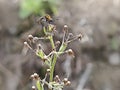 Hunchback bee fly perching on the tips of the weed grass. Royalty Free Stock Photo