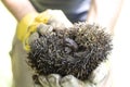 Hunched hedgehog kept in the hands in protective gloves.