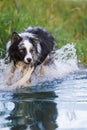 Border collie dog runs through the water Royalty Free Stock Photo