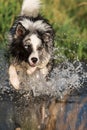 Border collie dog runs through the water Royalty Free Stock Photo