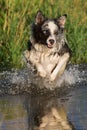 Border collie dog runs through the water Royalty Free Stock Photo