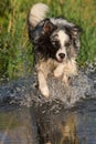 Border collie dog runs through the water Royalty Free Stock Photo