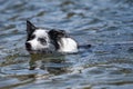 Border collie swims in a lake Royalty Free Stock Photo