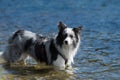 Wet border collie dog standing in a lake Royalty Free Stock Photo