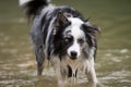 Wet border collie dog standing in a lake Royalty Free Stock Photo