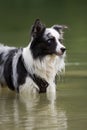 Wet border collie dog standing in a lake Royalty Free Stock Photo