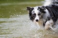 Wet border collie dog playing in a lake Royalty Free Stock Photo