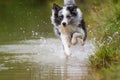 Wet border collie dog running in a lake Royalty Free Stock Photo