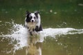 Wet border collie dog running in a lake Royalty Free Stock Photo