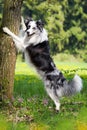 Border Collie dog leaning with his forepaws on a tree Royalty Free Stock Photo