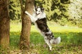 Border Collie dog leaning with his forepaws on a tree Royalty Free Stock Photo