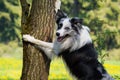 Border Collie dog leaning with his forepaws on a tree Royalty Free Stock Photo