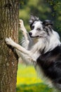 Border Collie dog leaning with his forepaws on a tree Royalty Free Stock Photo