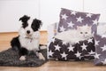 Young border collie dog and a cat in a living room Royalty Free Stock Photo