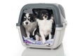 Two chihuahua dogs in a transport box on white background Royalty Free Stock Photo