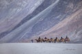 Hunder Sand Dunes in Nubra Valley, Ladakh, India. A group of people enjoy riding a camel walking on a sand dune in Hunder. Royalty Free Stock Photo