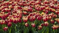 Hunderds of Red Tulip with Yellow Edges bespread Royalty Free Stock Photo