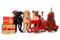 Three mixed breed dogs celebrate Christmas