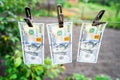 Hundred-dollar bills hang on clothespins against the backdrop of a garden bed. Cash laundering in agriculture. Three hundred